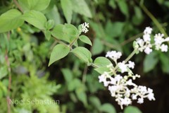Neanotis tubulosa